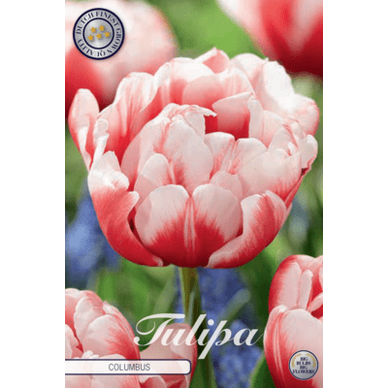 Tulipan Columbus 7-pakning