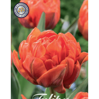 Tulipan Orca 7-pakning