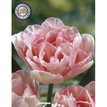 Tulipan Angelique 7-pakning