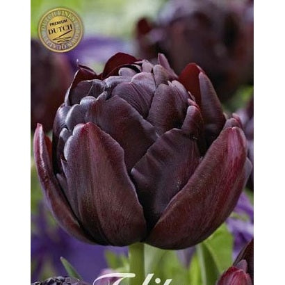 Tulipan Black Hero (premium) 7-pakning