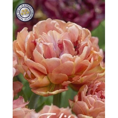 Tulipan Copper Image 7-pakning