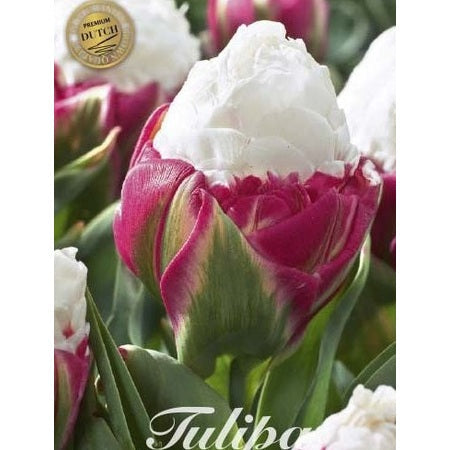 Tulipan Ice Cream (premium) 5-pakk
