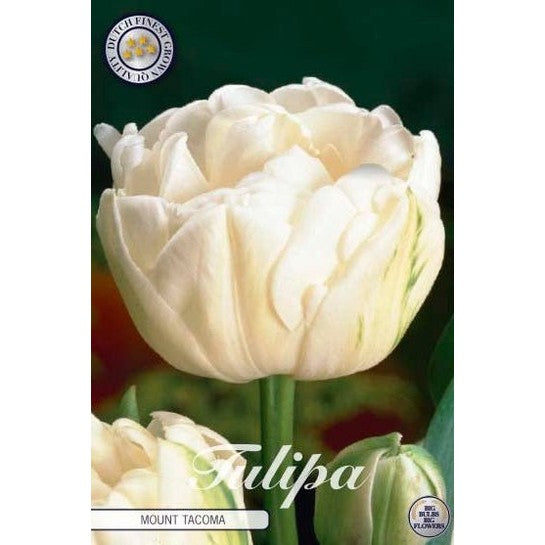 Tulipan Mount Tacoma 7-pakning