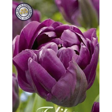 Tulipan Negrita Double 7-pakning