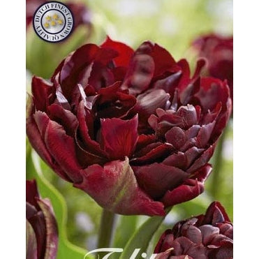 Tulipan Palmyra 7-pakning