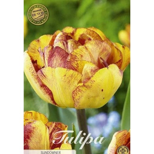 Tulipan Sundowner (premium) 7-pakning