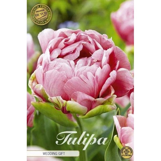 Tulipan 'Wedding Gift' 7-pakning