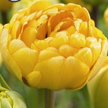 Tulipan Yellow Pomponette 7-pakning