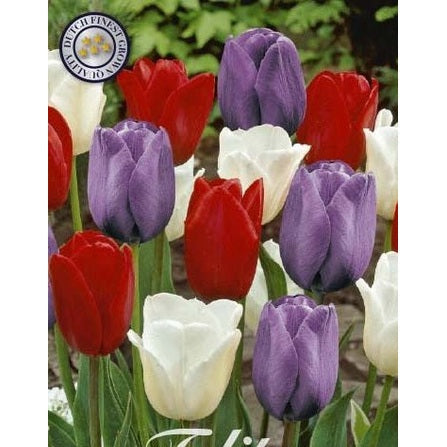 Tulipan Dutch Garden 10-pakning