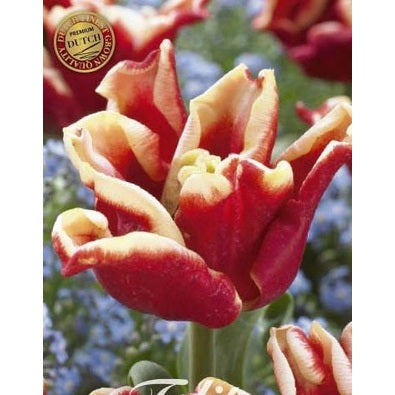 Tulipan Elegant Crown (premium) 7-pakning