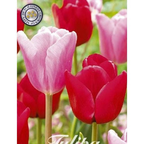 Tulipan Feeling Love 10-pakning