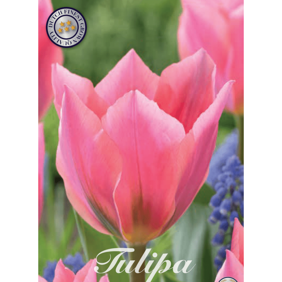 Tulipan Albert Heijn 7-pakning