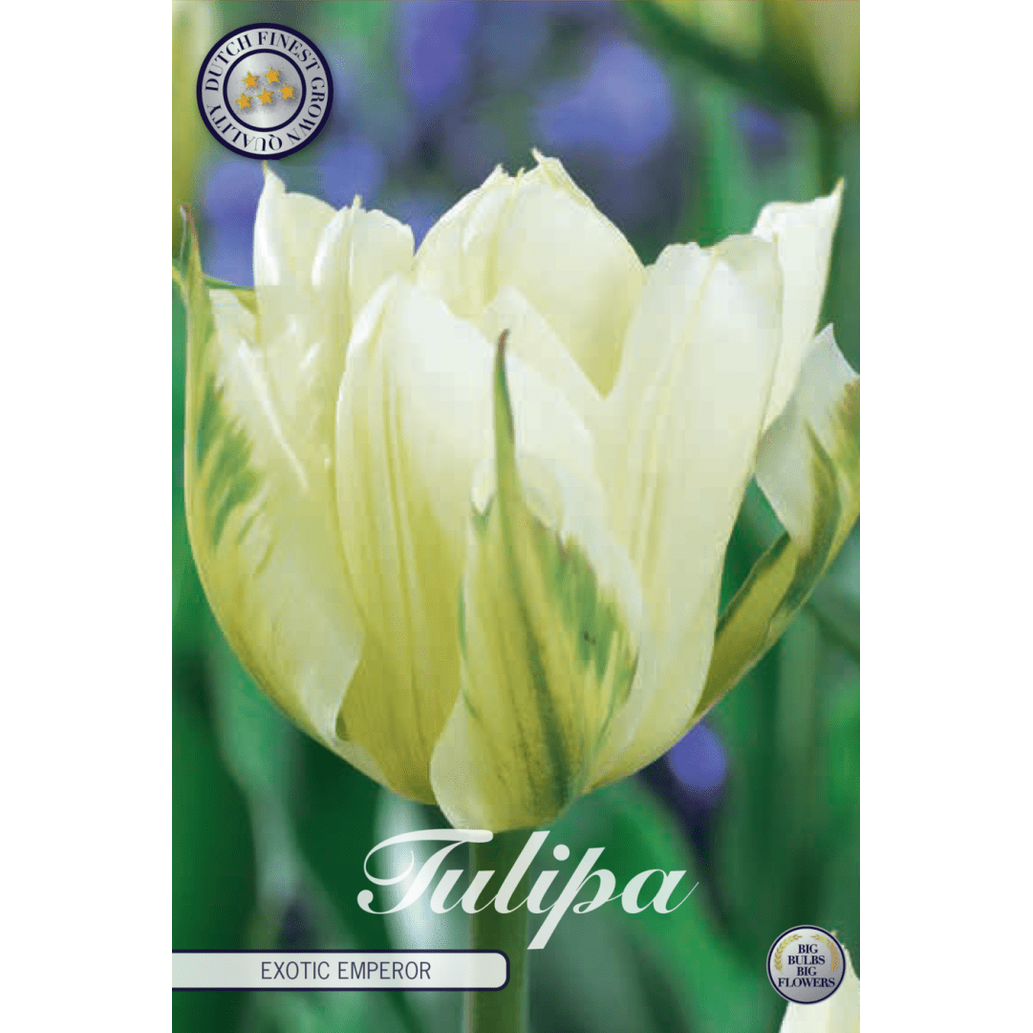 Tulipan Exotic Emperor 7-pakning