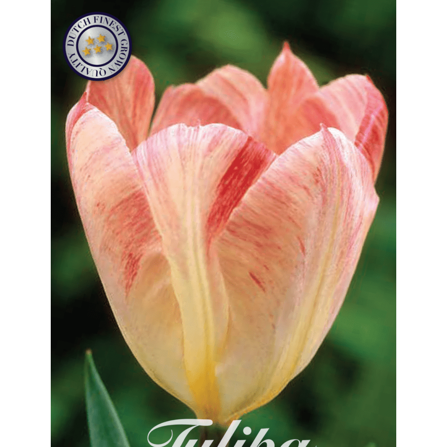 Tulipan Flaming Purissima 10-pakning
