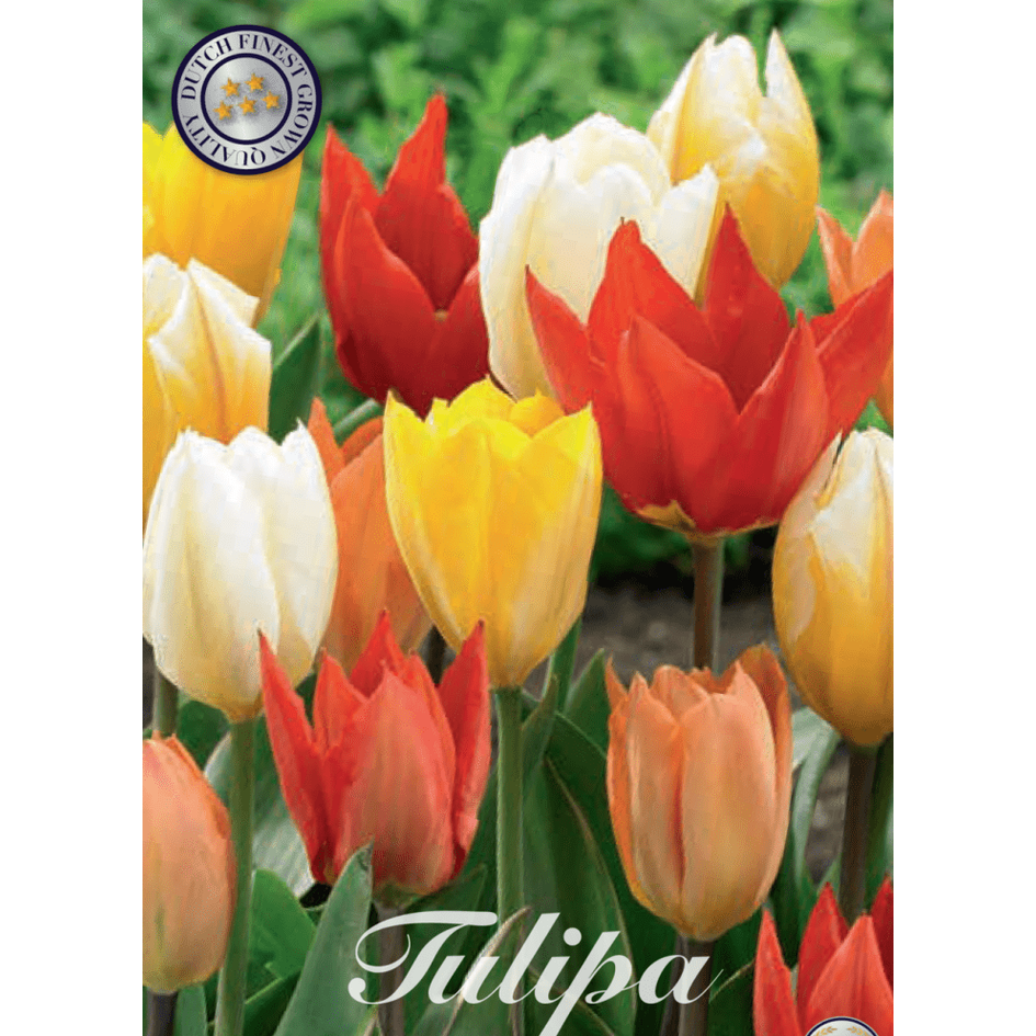 Tulipan Fosteriana Mixed 10-pakning