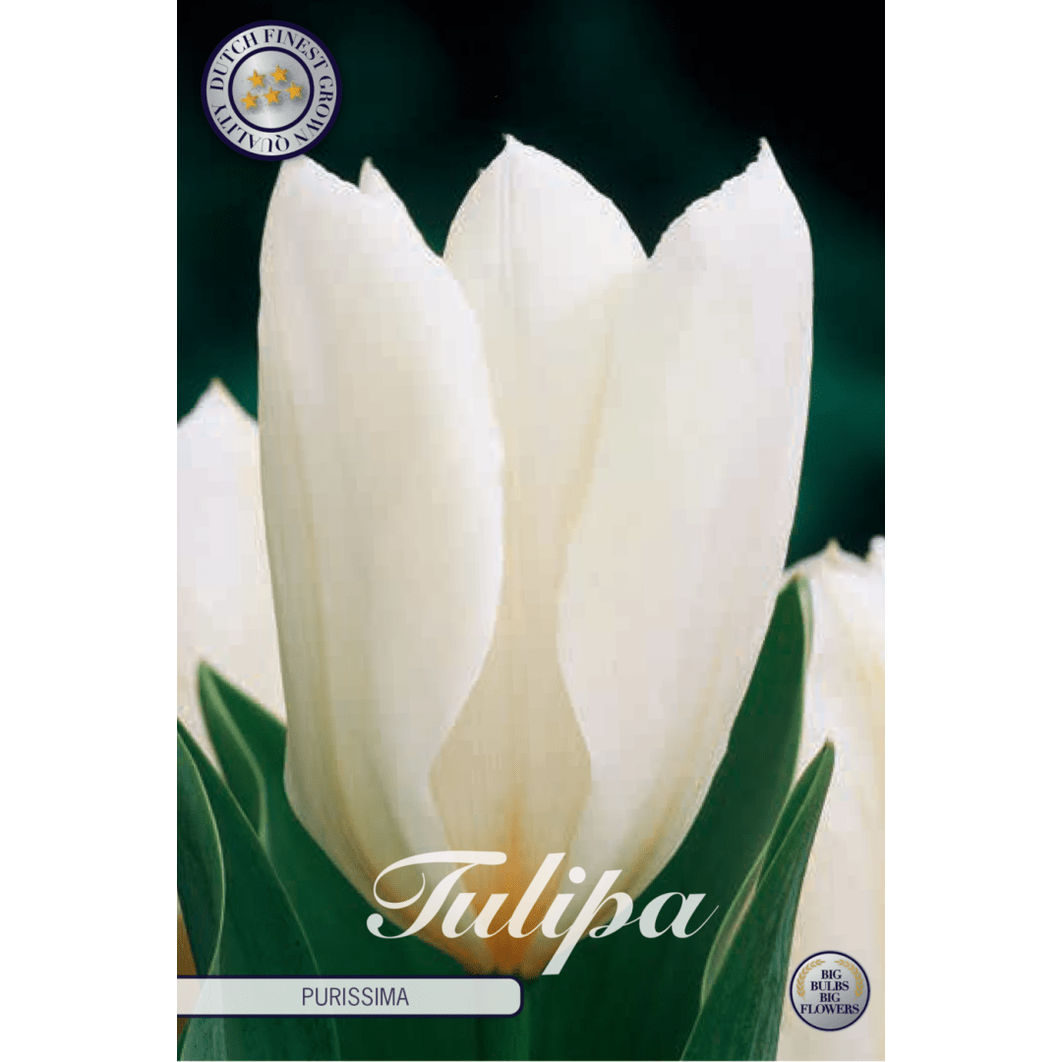 Tulipan Purissima 10-pakning