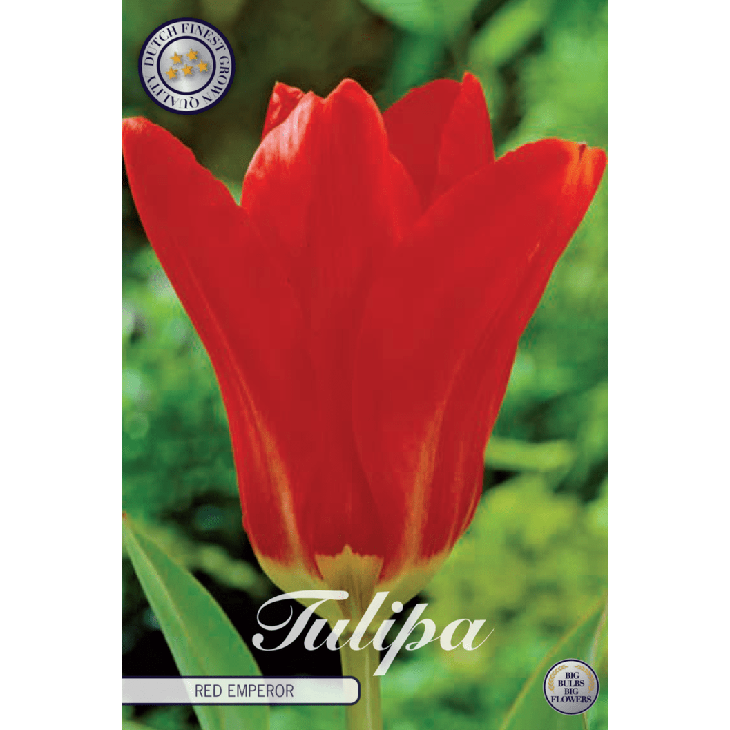Tulipan Red Emperor 10-pakning