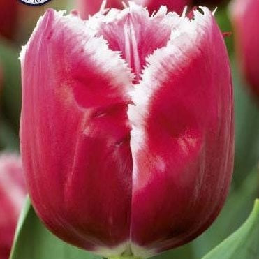 Tulipan Canasta 7-pakning