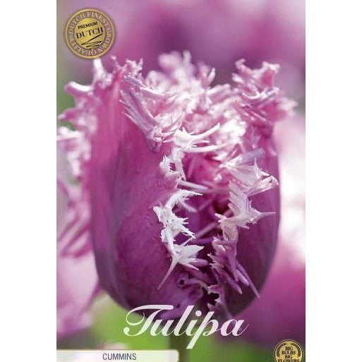 Tulipan Cummins (premium) 7-pakning