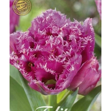 Tulipan 'Match Point' (premium) 7-pakning