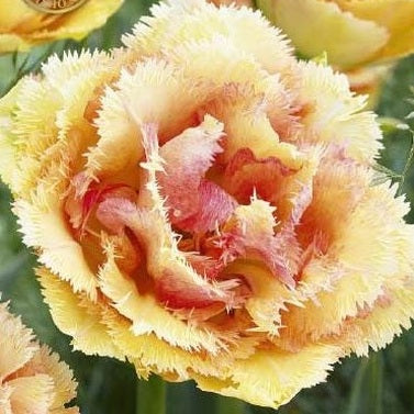 Tulipan Vaya Con Dios (premium) 5-pakning