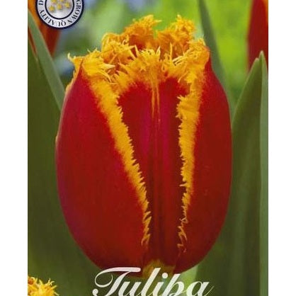 Tulipan Fabio 7-pakning
