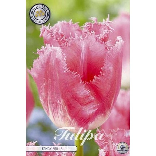 Tulipan Fancy Frills 7-pakning