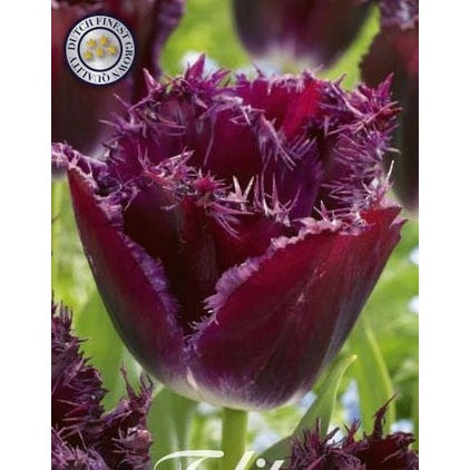 Tulipan Gorilla 7-pakning