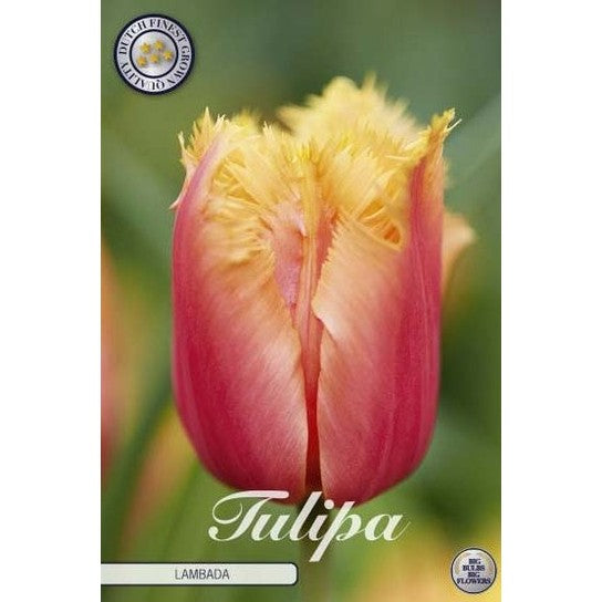 Tulipan 'Lambada' 10-pakning