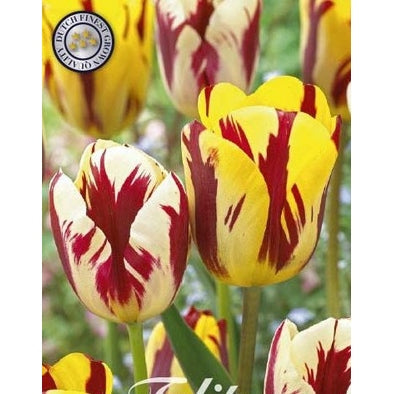 Tulipan Vermeer 10-pakning