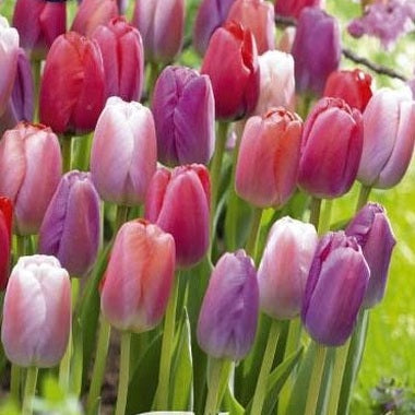 Tulipan 'Pride Garden' 10-pakning