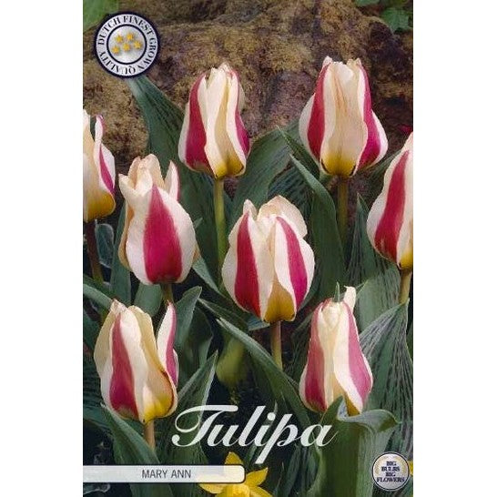 Tulipan Mary Ann 7-pakning