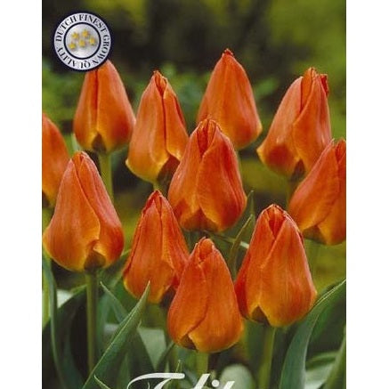 Tulipan Orange Toronto 10-pakning