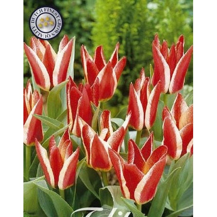 Tulipan Pinocchio 7-pakning