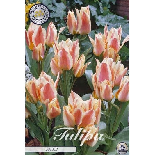 Tulipan Quebec 10-pakning