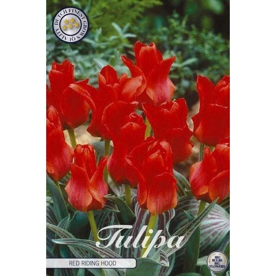 Tulipan Red Riding Hood 10-pakning