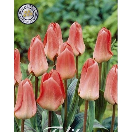 Tulipan Sweet Lady 7-pakning
