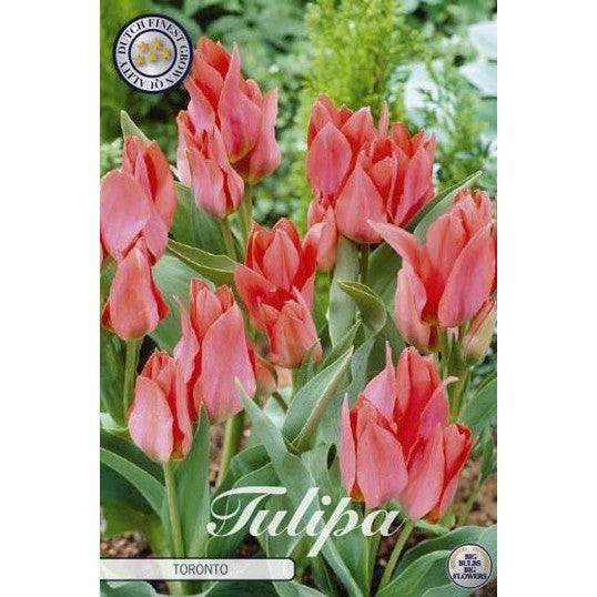 Tulipan Toronto 10-pakning