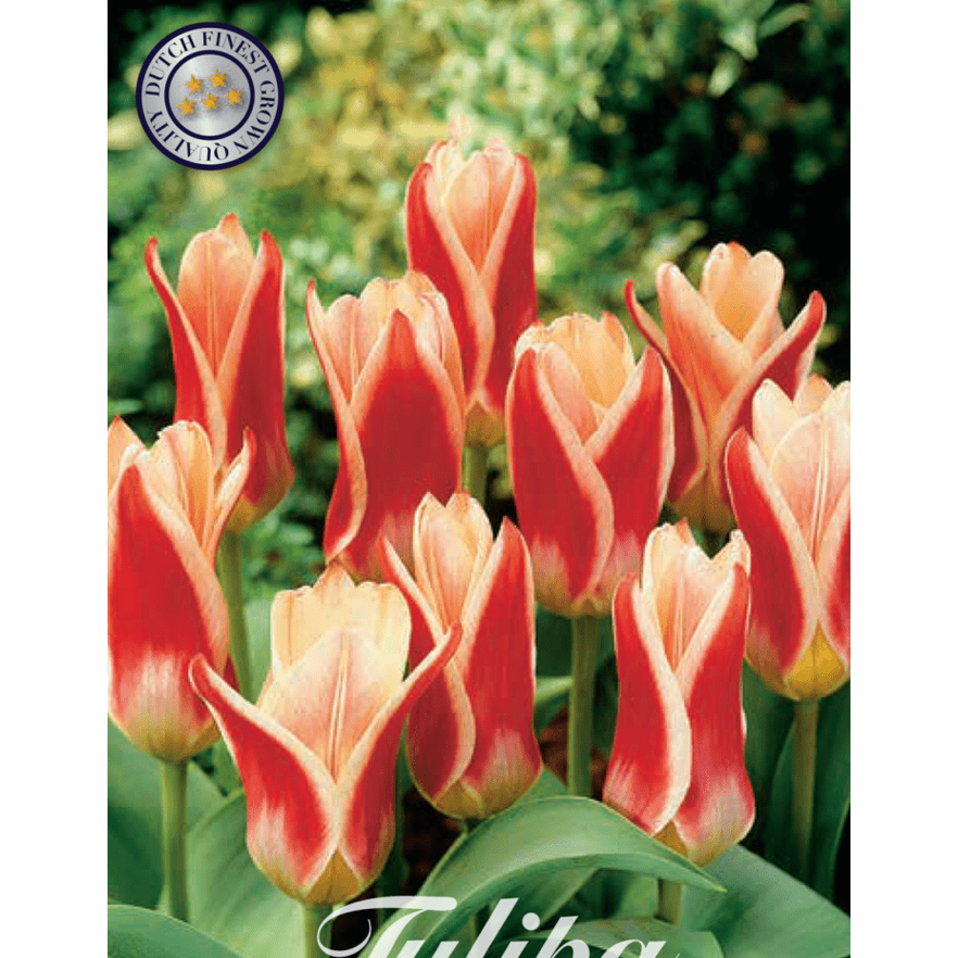 Tulipan Ancilla 7-pakning