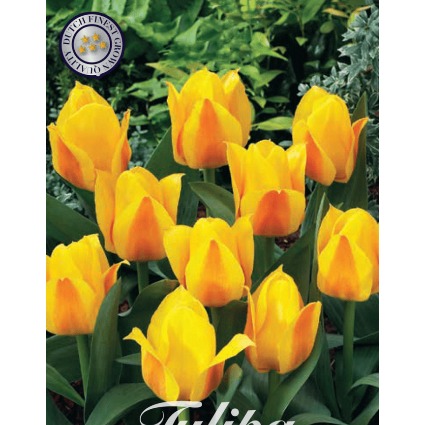 Tulipan Buttercup 7-pakning