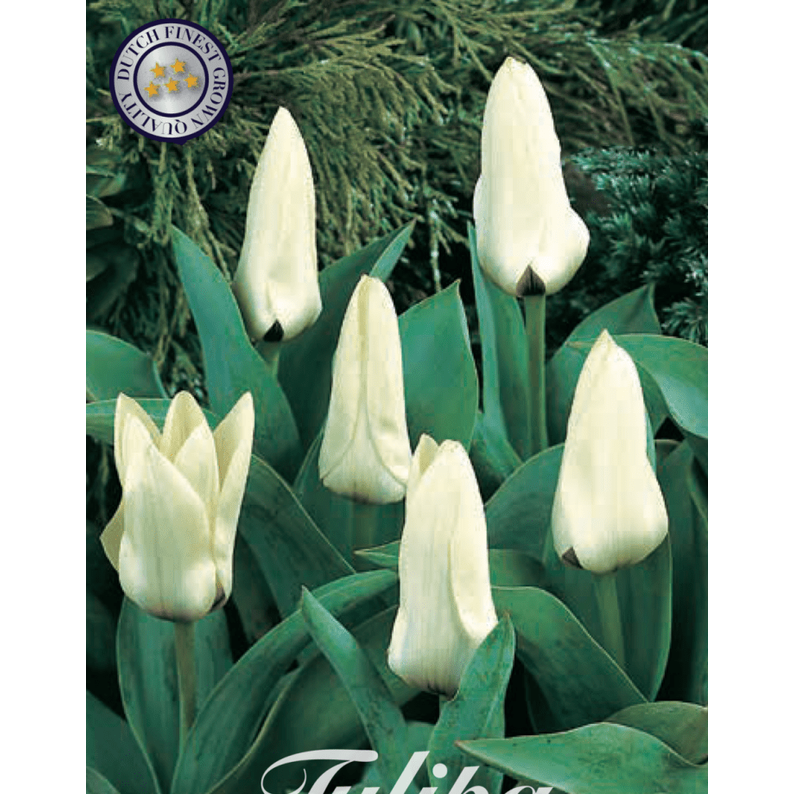 Tulipan Concerto 10-pakning