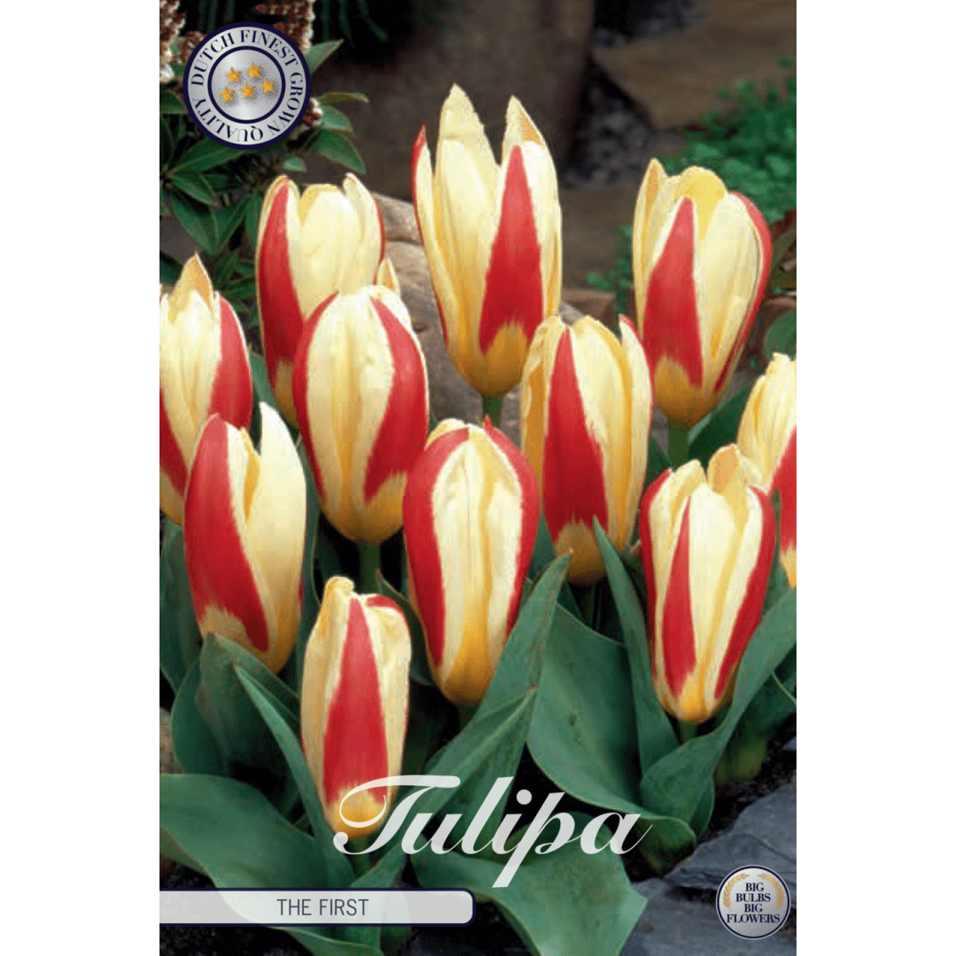 Tulipan The First 7-pakk