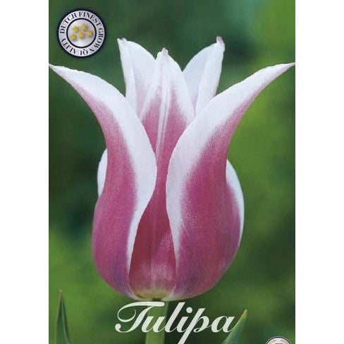 Tulipan Ballade 7-pakning
