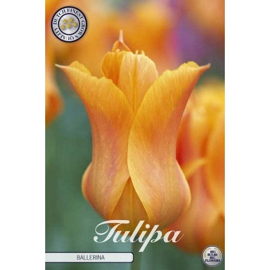 Tulipan Ballerina 7-pakning