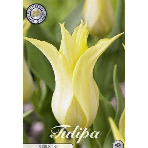 Tulipan Florijn Chic 7-pakning