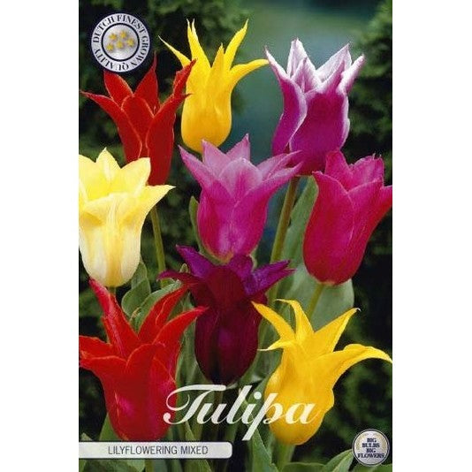 Tulipan Lilyflowering Mixed 7-pakning