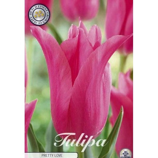 Tulipan Pretty Love 7-pakning