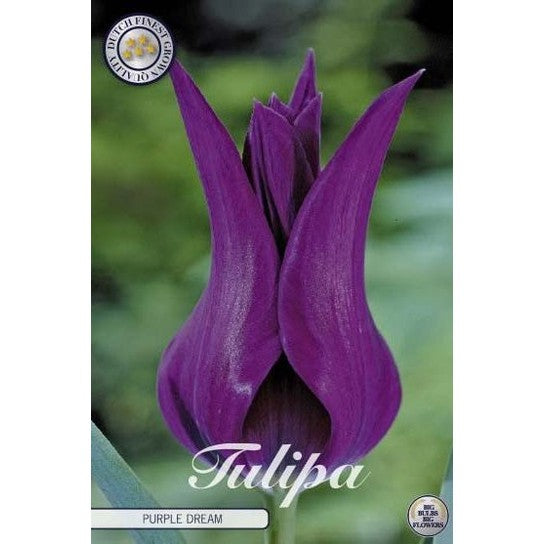 Tulipan Purple Dream 7-pakning