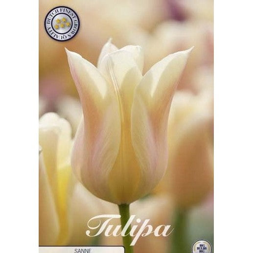 Tulipan 'Sanne' 7-pakk