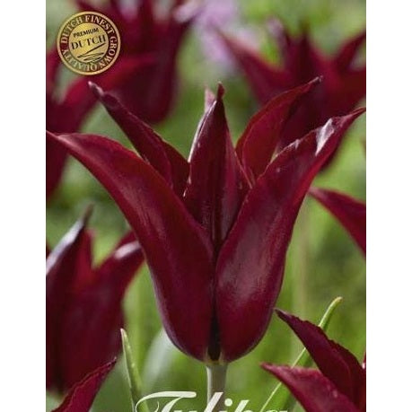 Tulipan 'Sarah Raven' 7-pakning
